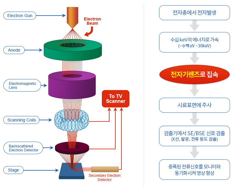 주사전자현미경 이미지